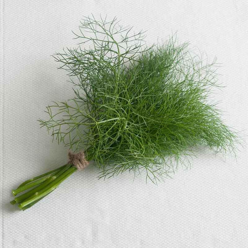 Grosfruchtiger Leaf Fennel
