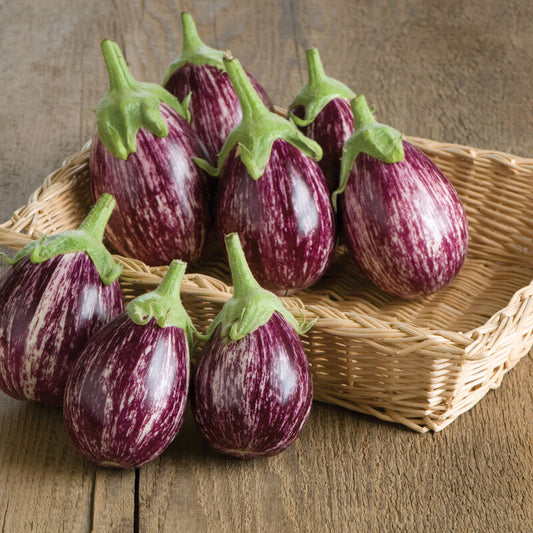 Calliope (F1) Eggplant