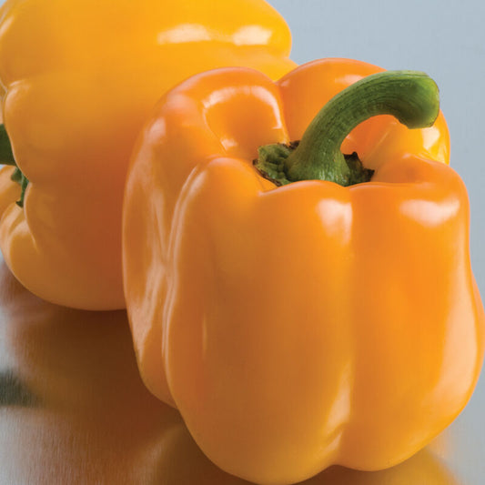Sweet Sunrise Organic (F1) Bell Pepper