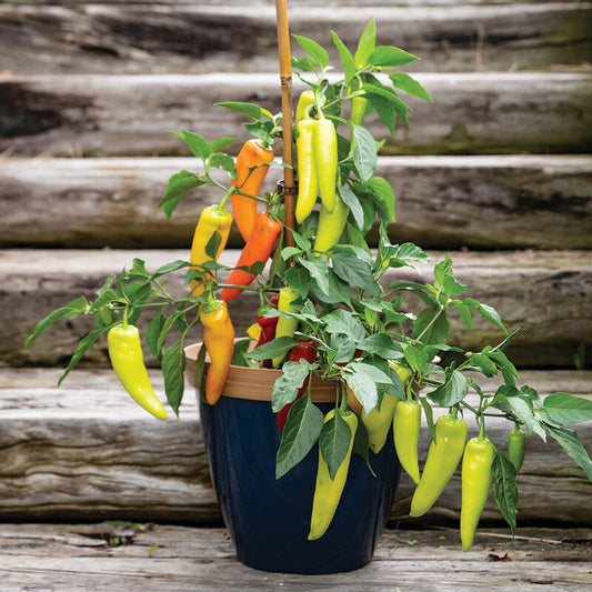 PEPPER HUNGARIAN HOT WAX