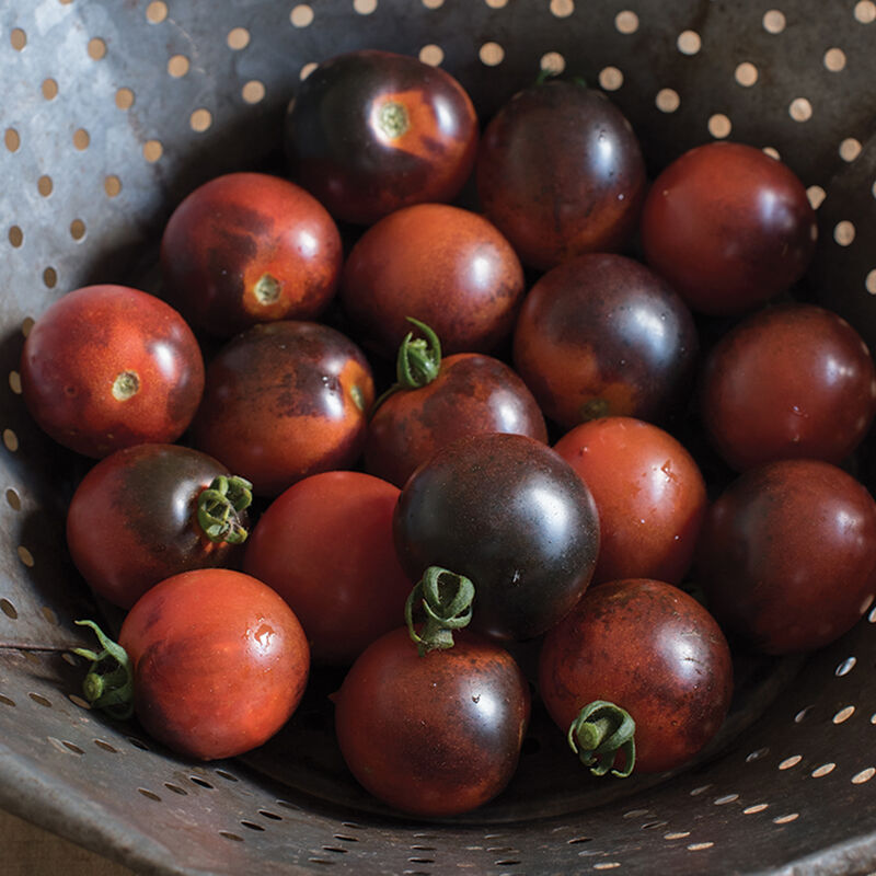 Indeterminate Tomatoes SC* INDIGO CHERRY DROPS O
