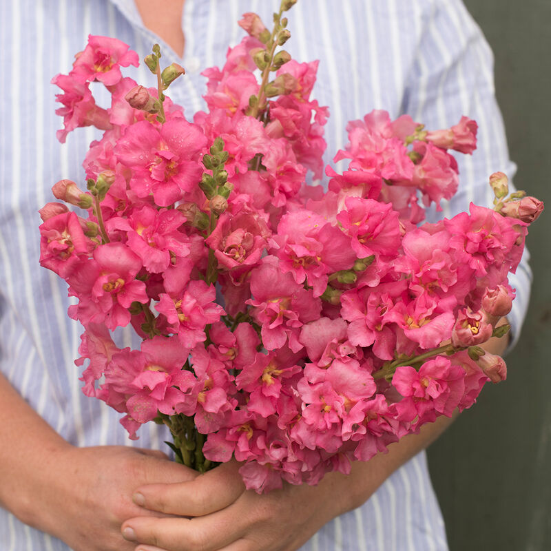 snapdragon MADAME BUTTERFLY ROSE F