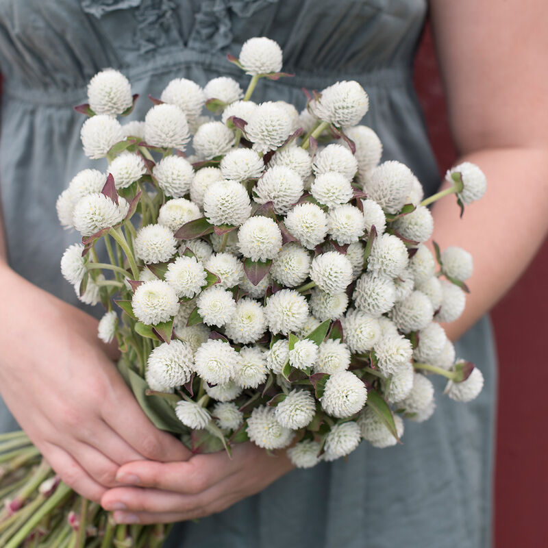 Audray White Gomphrena