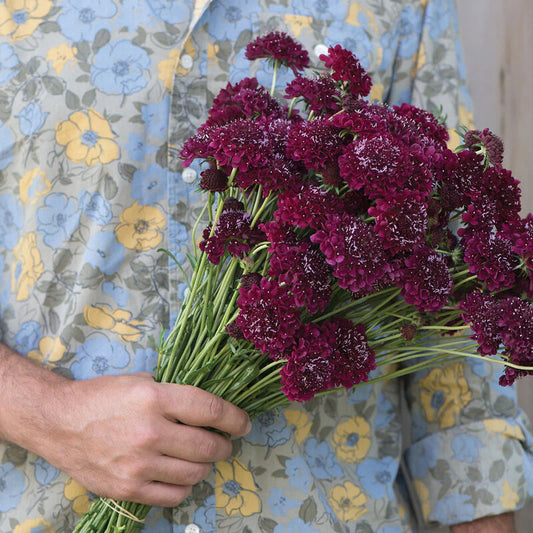 Scabiosa MERLOT RED