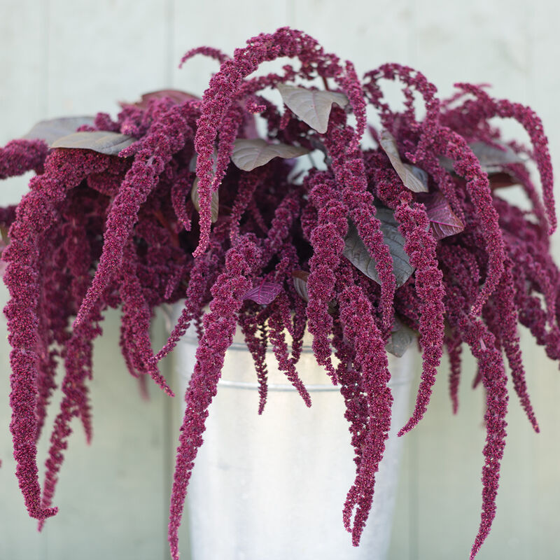 Amaranth HOPT RED DYE OG