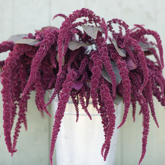 Amaranth HOPT RED DYE OG