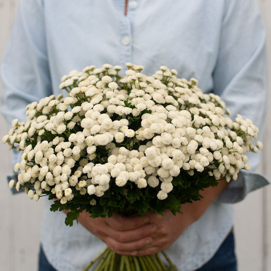 Feverfew VIRGO