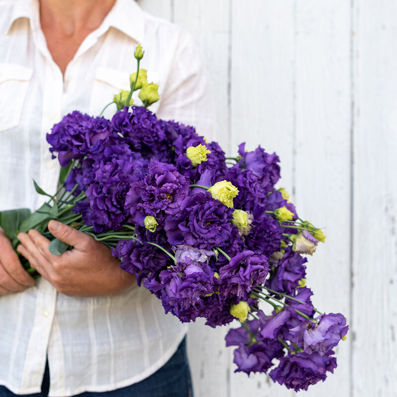 Voyage 2 Blue (F1) Lisianthus