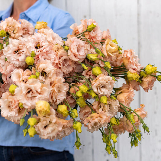 Voyage 2 Light Apricot (F1) Lisianthus