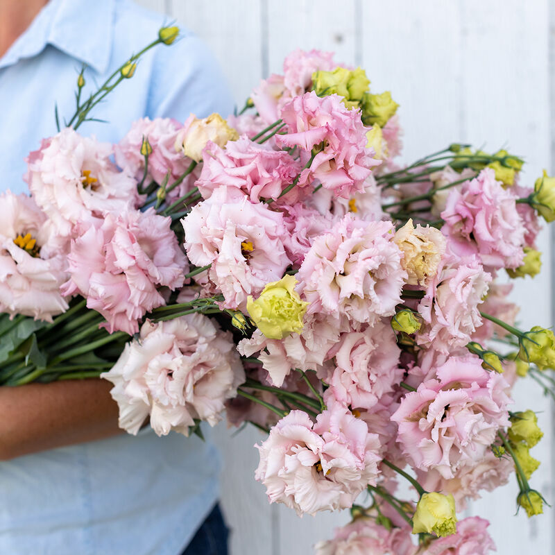 Voyage 2 Pink Improved (F1) Lisianthus