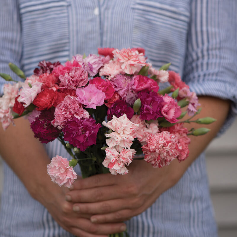 Dianthus CHABAUD PICOTEE DOUBLE MIX