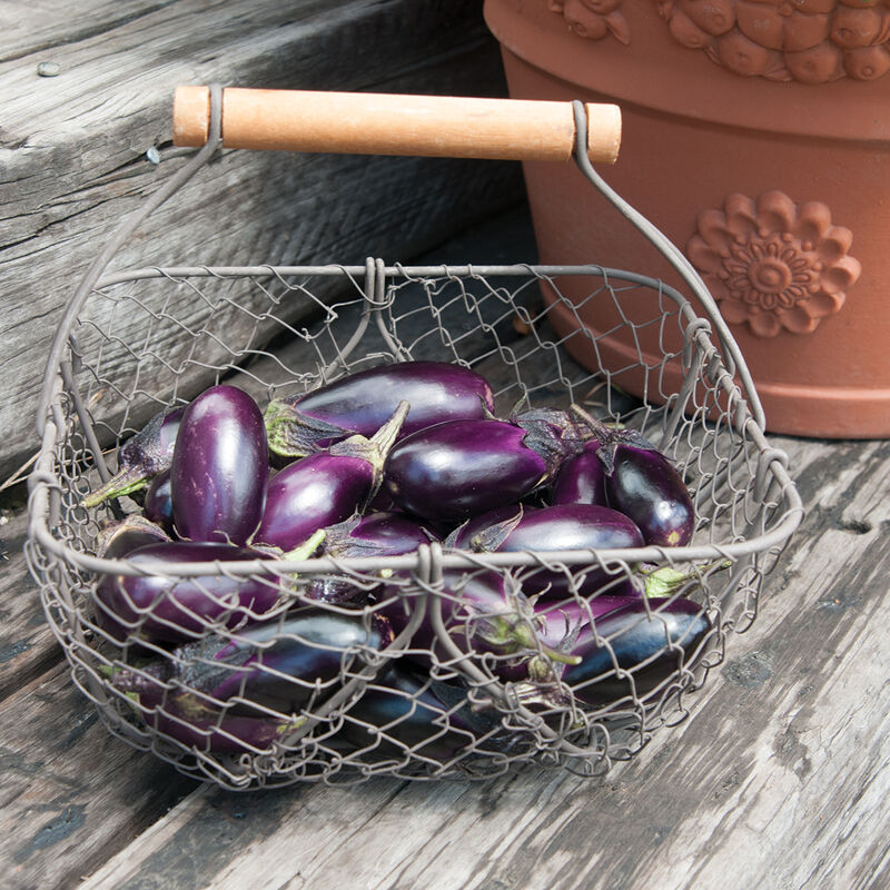 Hybrid Mini Eggplant PATIO BABY F1