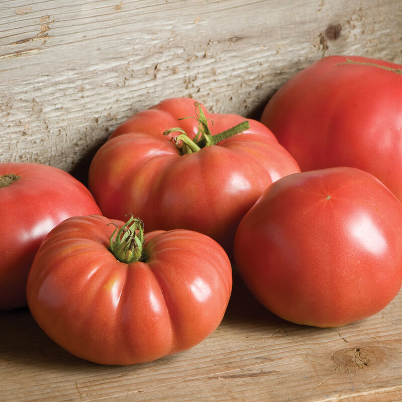 TOMATO German Johnson