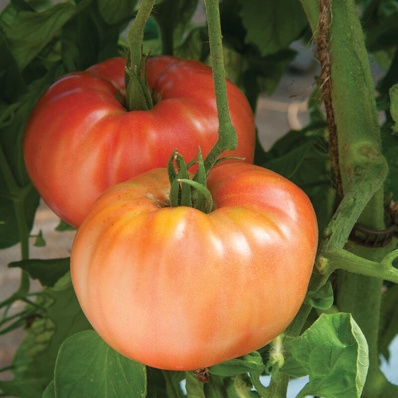 TOMATO German Johnson
