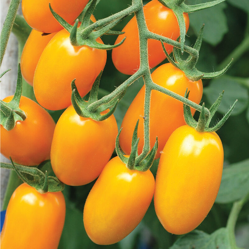 Hybrid Grape Tomatoes NOVA F1