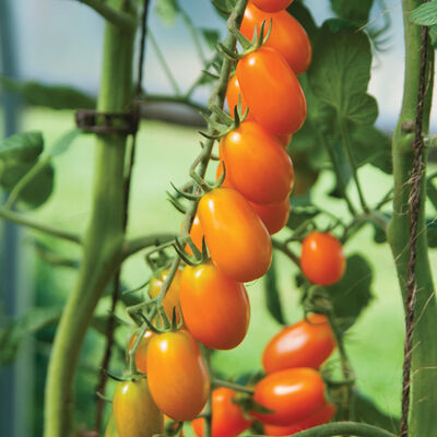 Hybrid Grape Tomatoes NOVA F.1,