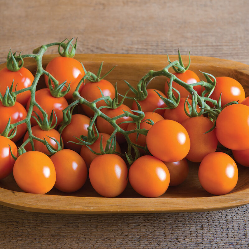 Indeterminate Tomatoes CLEMENTINE F1