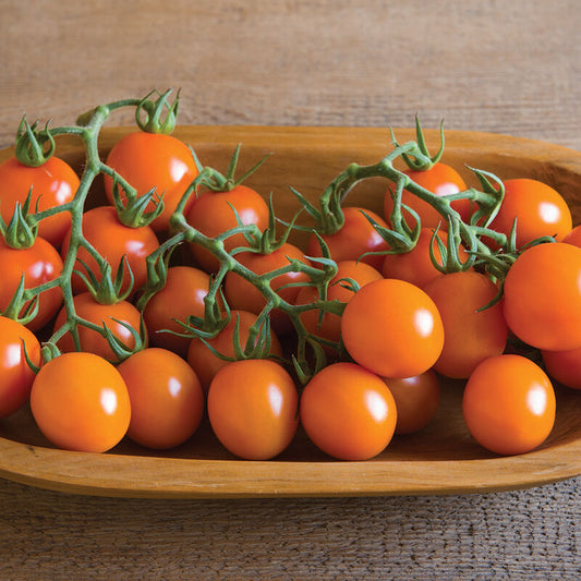 Indeterminate Tomatoes CLEMENTINE F1