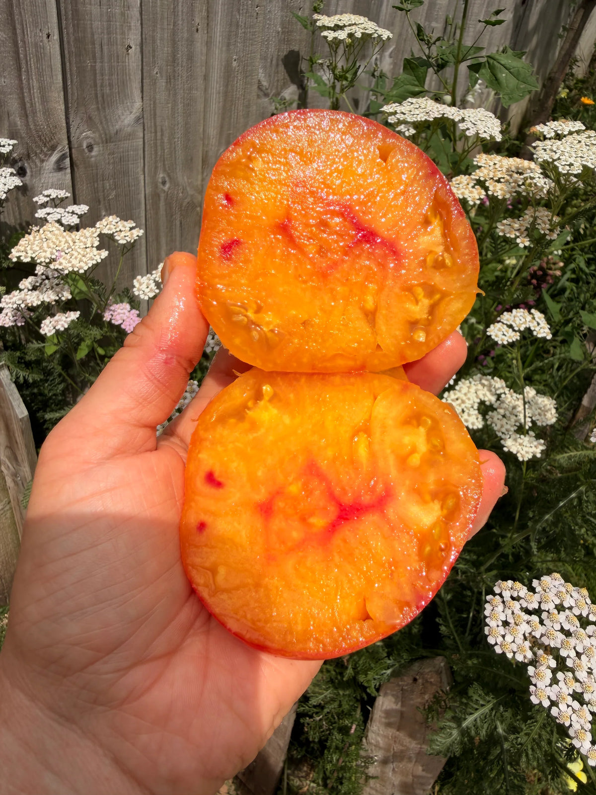 MINUSINSK ORANGE
