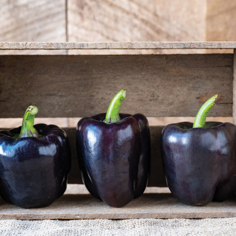 Lilo Organic (F1) Bell Pepper