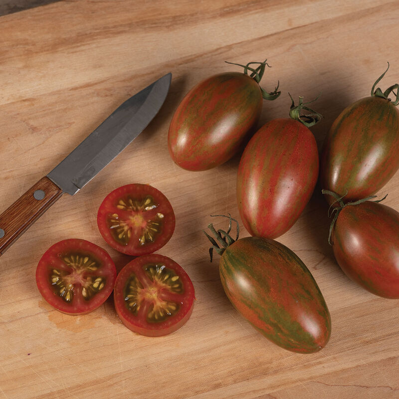 Tomatoes BRONZE TORCH E1