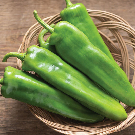 Charger (F1) Anaheim Pepper