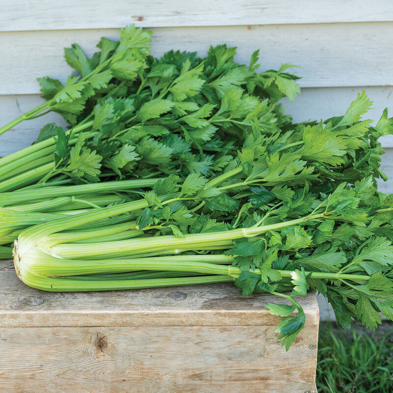 Hybrid Celery KELVIN F1