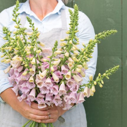camelot Lavender Digitalis F1