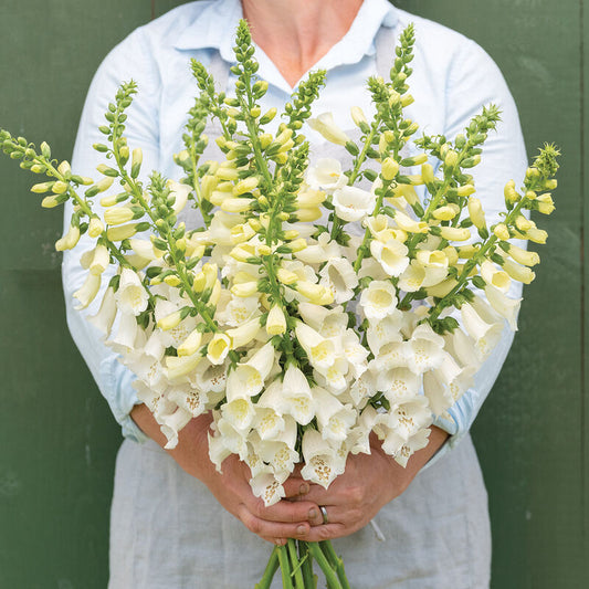 Camelot White (F1) Digitalis