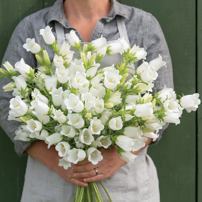 Champion II White Pelleted (F1) Campanula