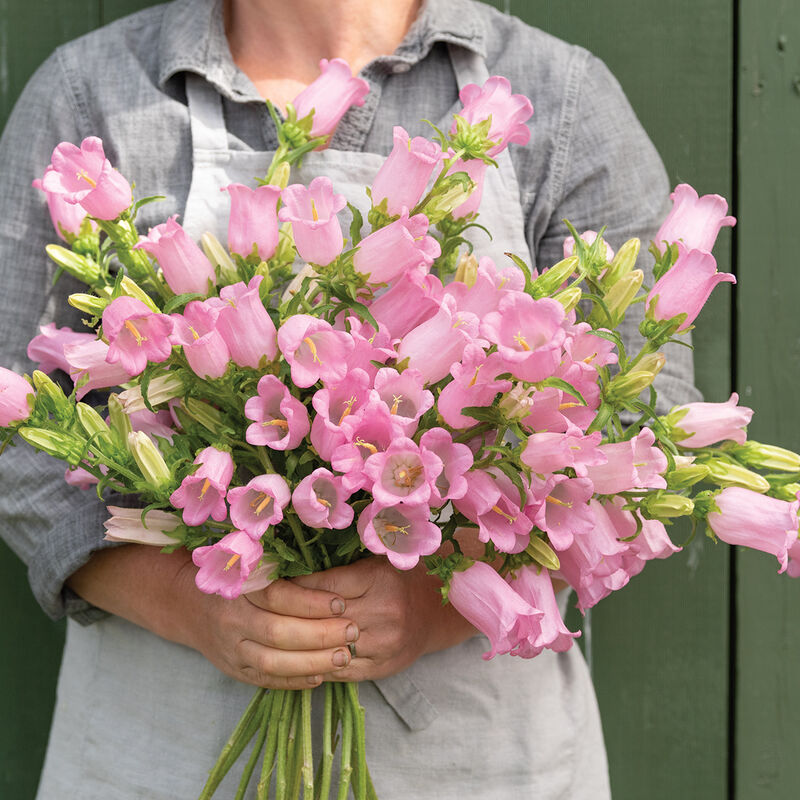 Hybrid Campanula *SC CHAMPION I PINK F1 PELLETED,