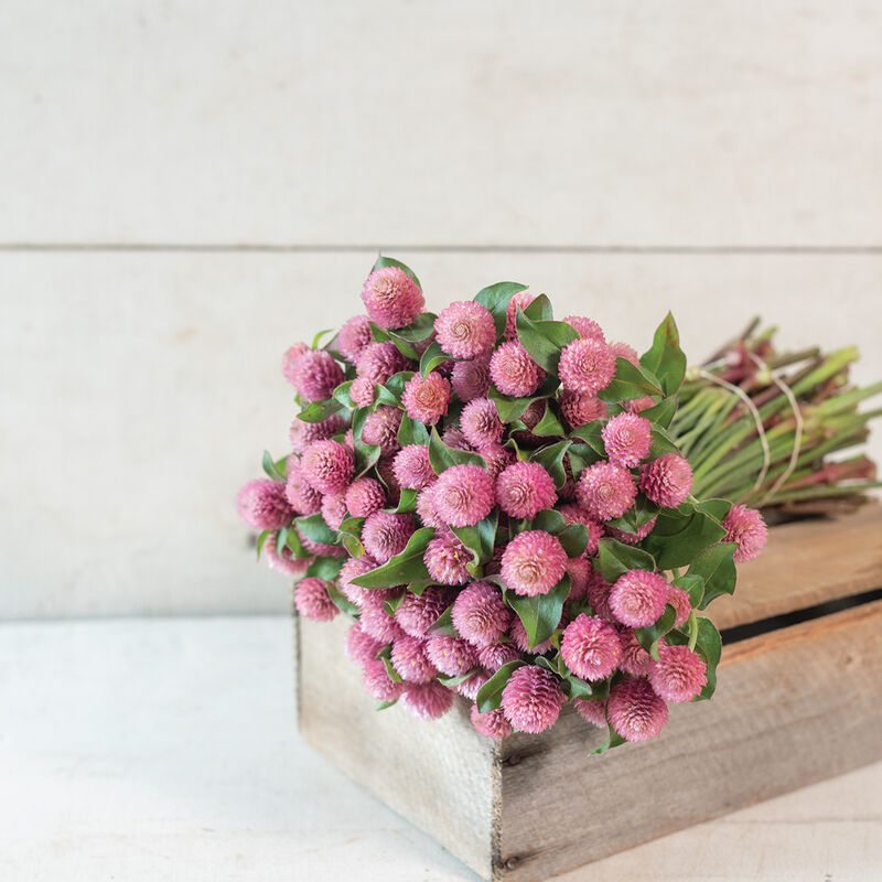 Raspberry Cream Gomphrena