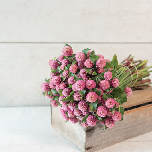 Raspberry Cream Gomphrena