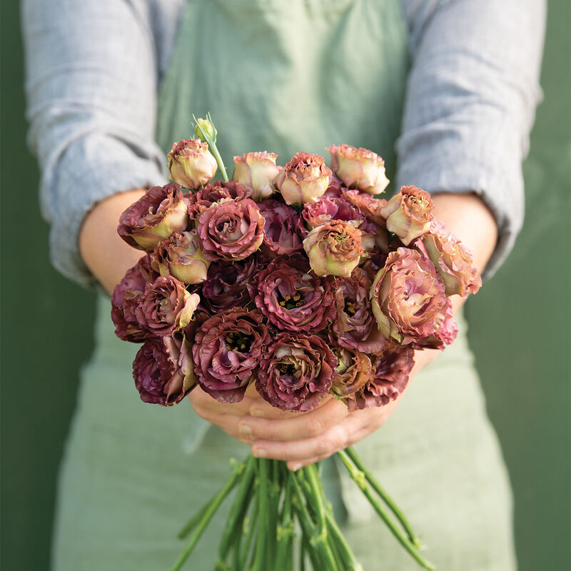 Rosanne 3 Brown (F1) Lisianthus