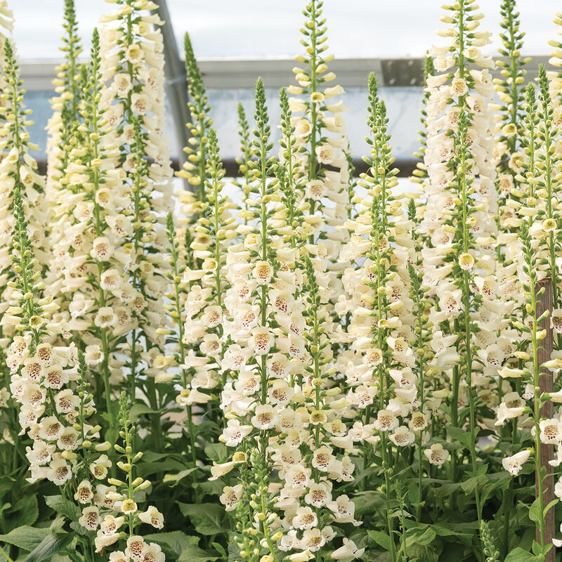 Camelot Cream  (F1) Digitalis