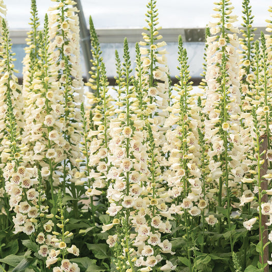 Camelot Cream  (F1) Digitalis
