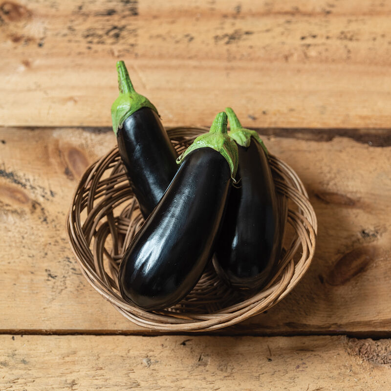 Hybrid Italian Eggplant NIGRAL F1