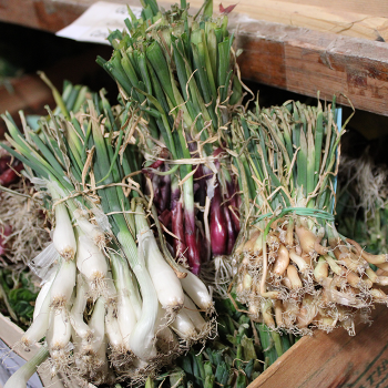 shallots  30 pis