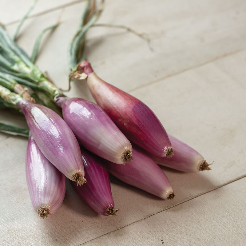 Red Long of Florence Onion
