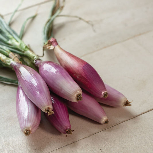 Red Long of Florence Onion