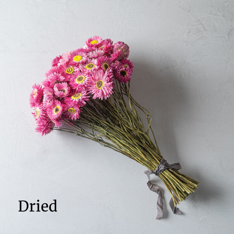 Helipterum PIERROT RED