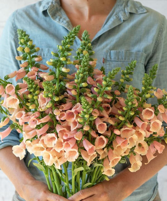 camelot Peach  Digitalis F1