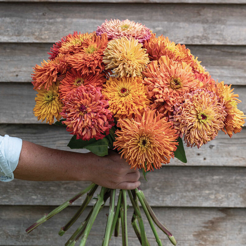 Agave Zinnia 30 Seeds