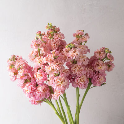 Quartet Rainbow Matthiola incata