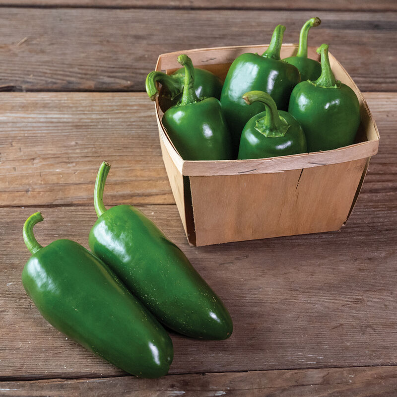Pantera (F1) Jalapeño Pepper