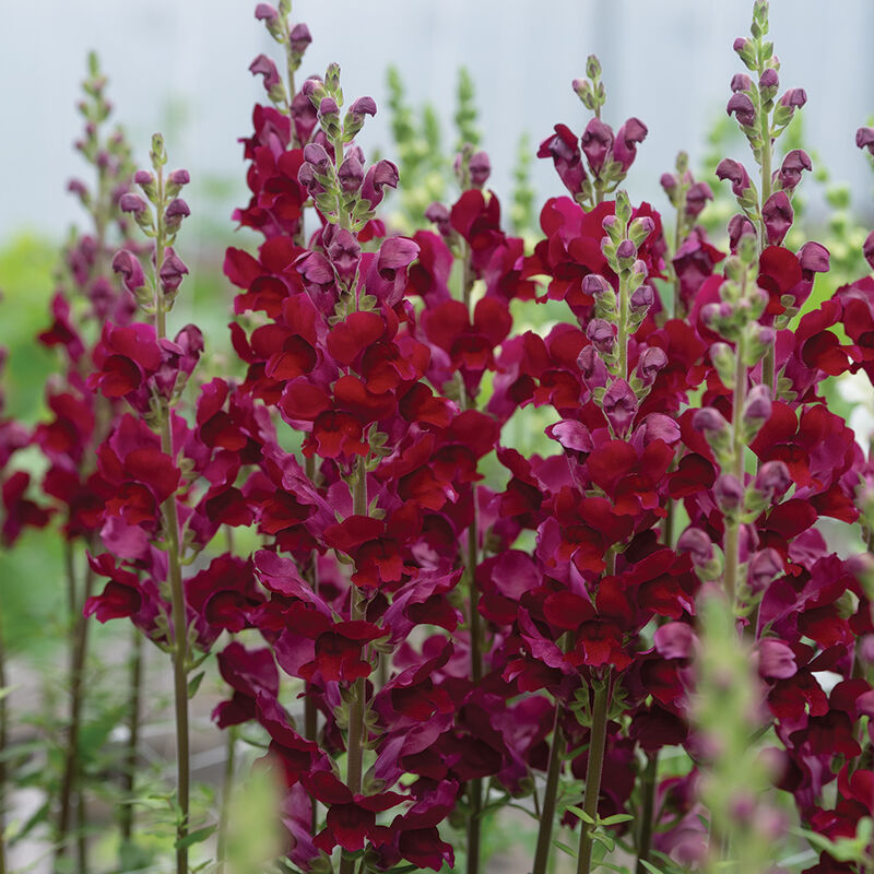 Hybrid Snapdragon COSTA VELVET