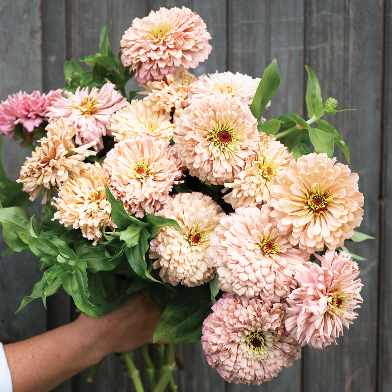 Ballerina Zinnia Seed