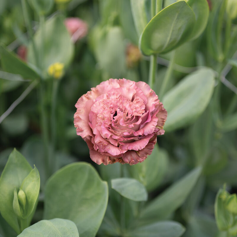 Rosanne 2 Terracotta (F1) Lisianthus