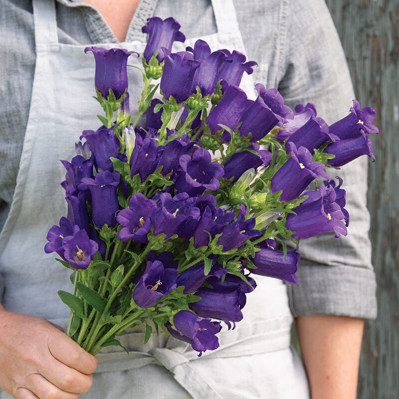 Hybrid Campanula SC* CHAMPION BLUE F1 PELLET
