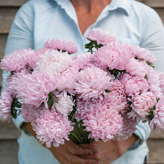 Aster SOUFFL+ LIGHT PINK